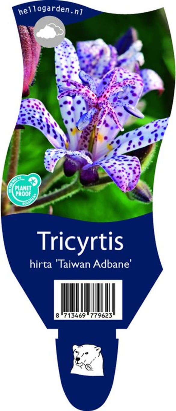 Tricyrtis hirta 'Taiwan Adbane' - P11